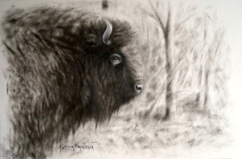 European bison
